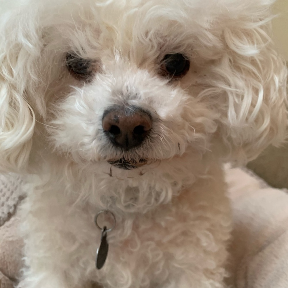 Meet your Posher, Denny D